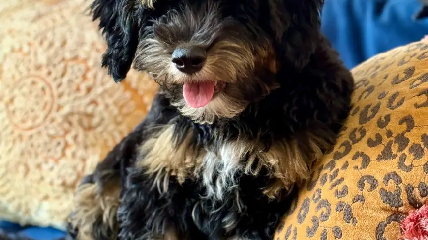 Meet The Dogs of ICC-IMS!
