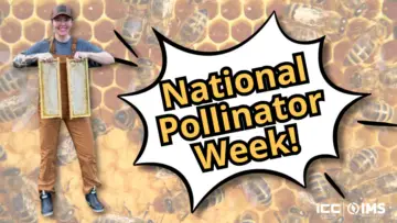 It's National Pollinator Week!