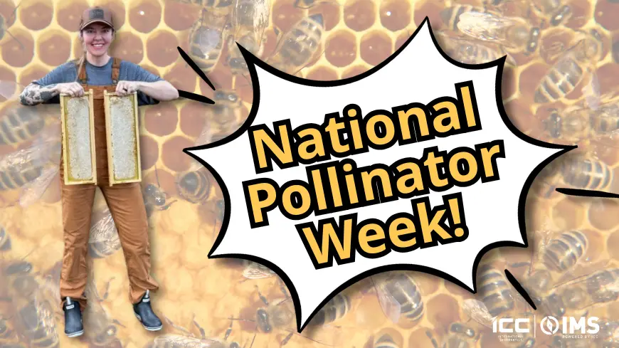 It's National Pollinator Week!