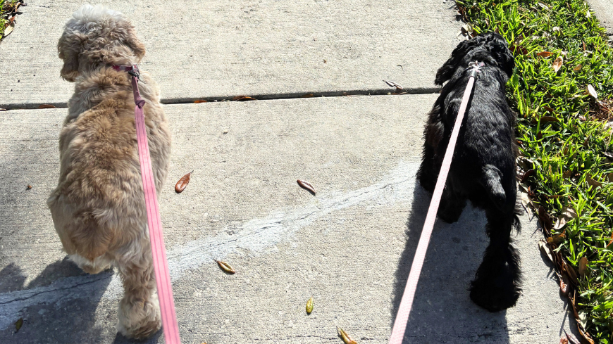 Sidewalks are essential to building safe, connected, and thriving communities